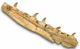 Mosasaur (Eremiasaurus) Jaw with Five Teeth - Morocco #259673-4